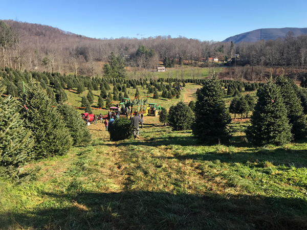 Frosty's Christmas Trees